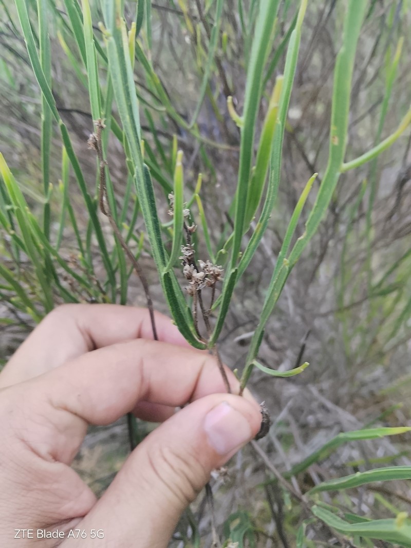 Baccharis microcephala photo 8
