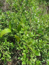 Baccharis microdonta
