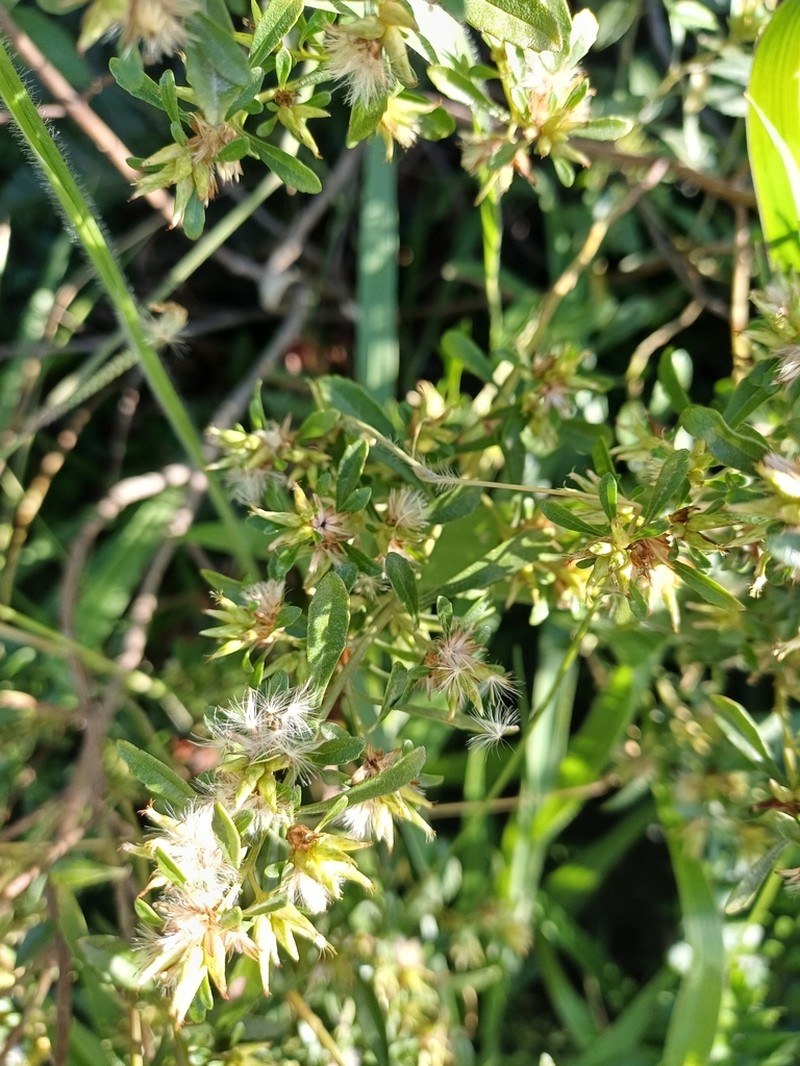 Baccharis microdonta photo 2