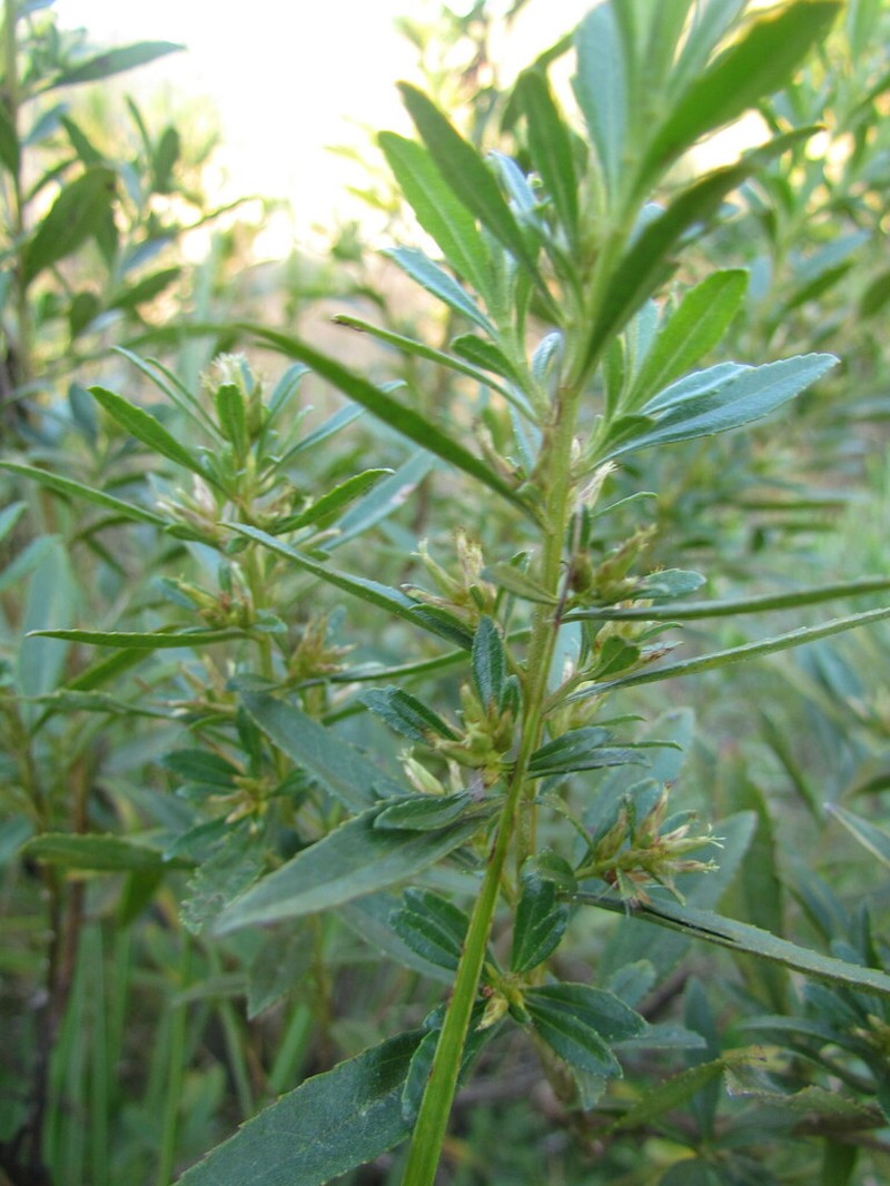 Baccharis microdonta photo 3