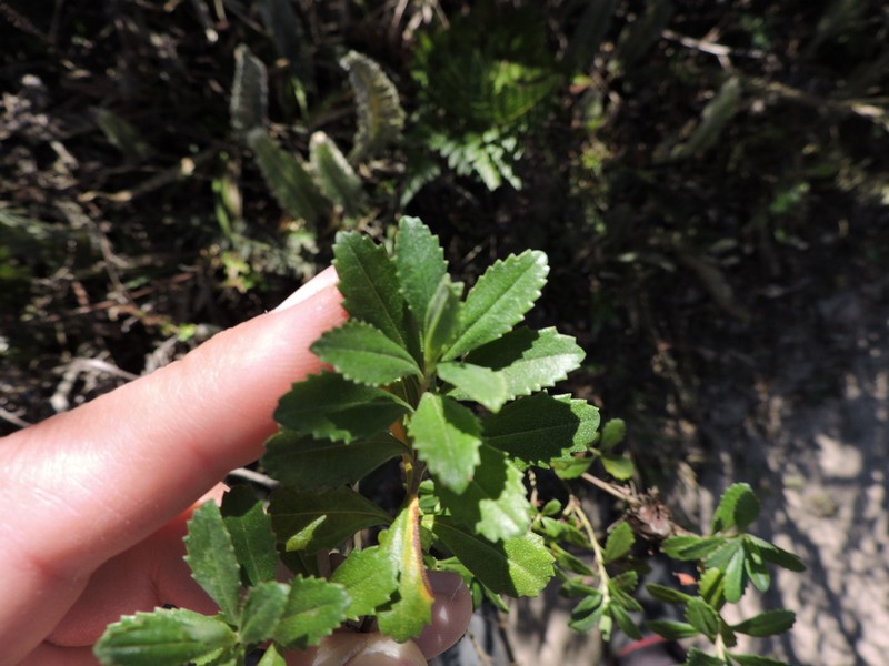 Baccharis microdonta photo 4