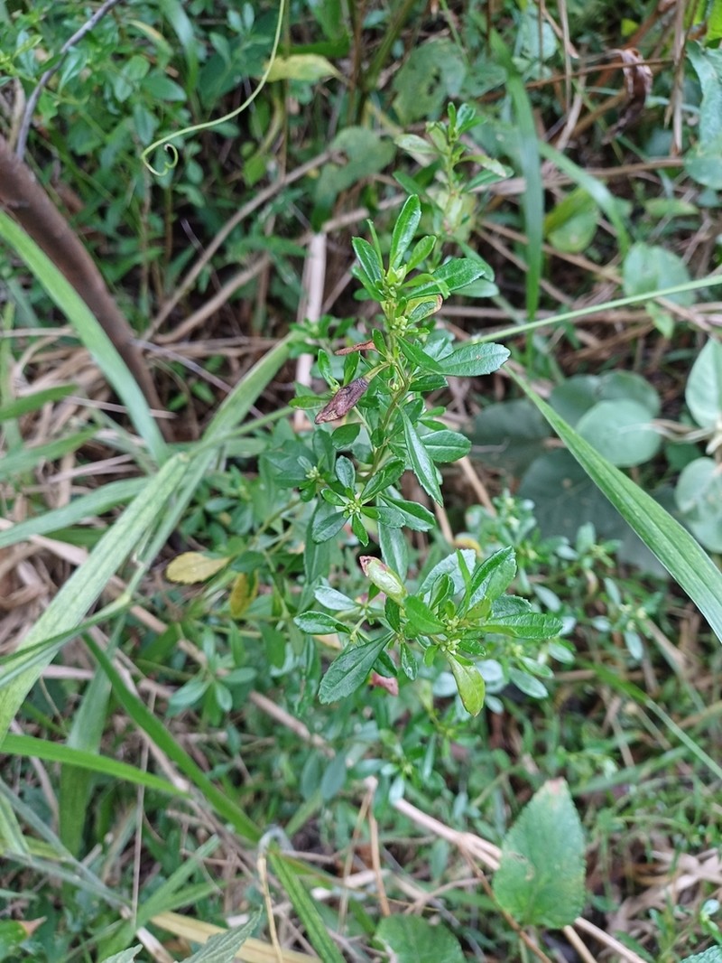 Baccharis microdonta photo 5