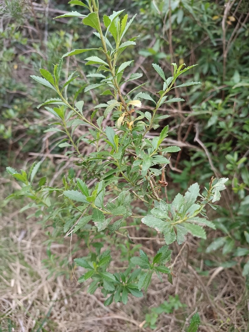 Baccharis microdonta photo 6