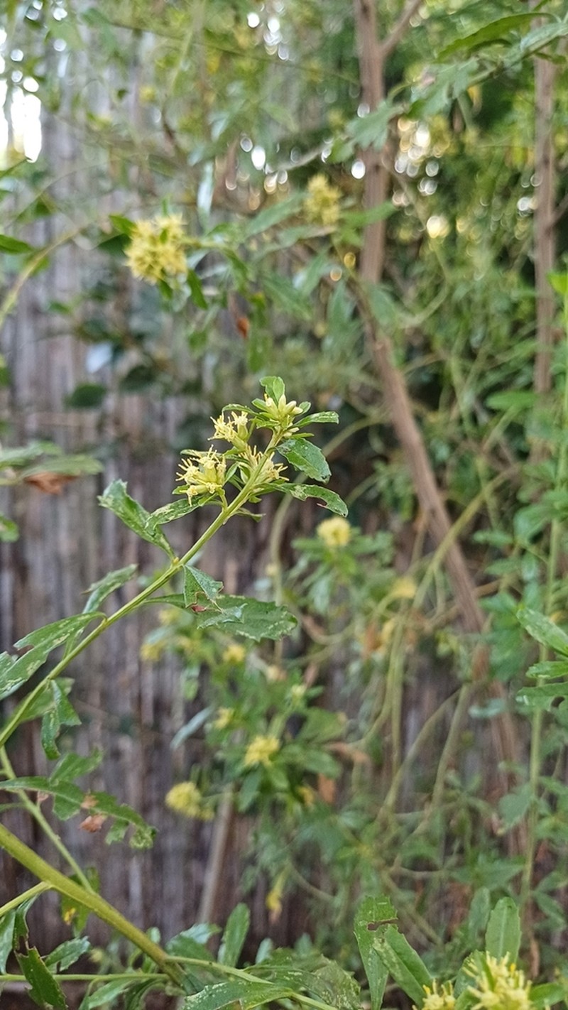 Baccharis microdonta photo 7