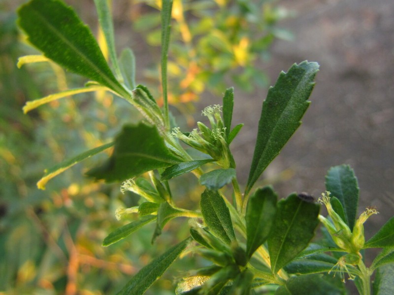 Baccharis microdonta photo 8