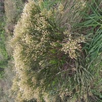 Baccharis milleflora