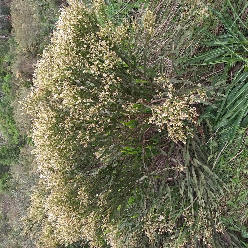 Baccharis milleflora