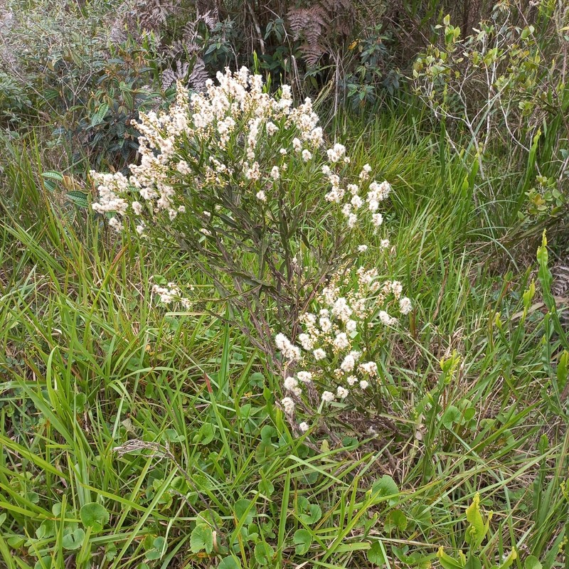 Baccharis milleflora photo 2