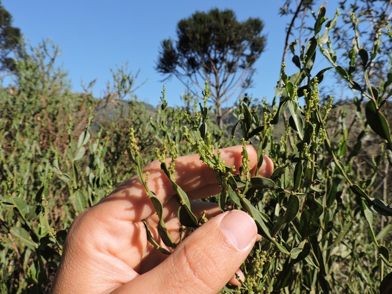 Baccharis milleflora photo 3