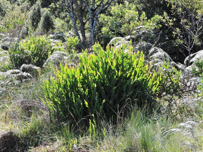 Baccharis milleflora photo 4
