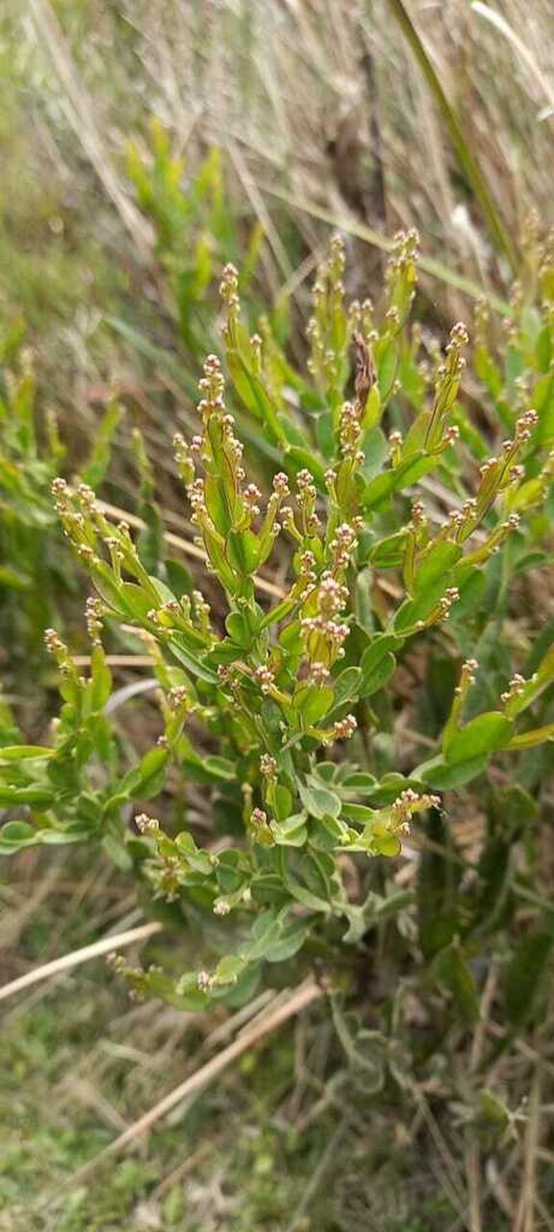 Baccharis milleflora photo 5