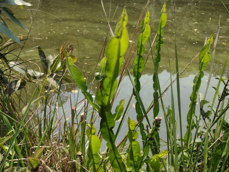 Baccharis milleflora photo 6