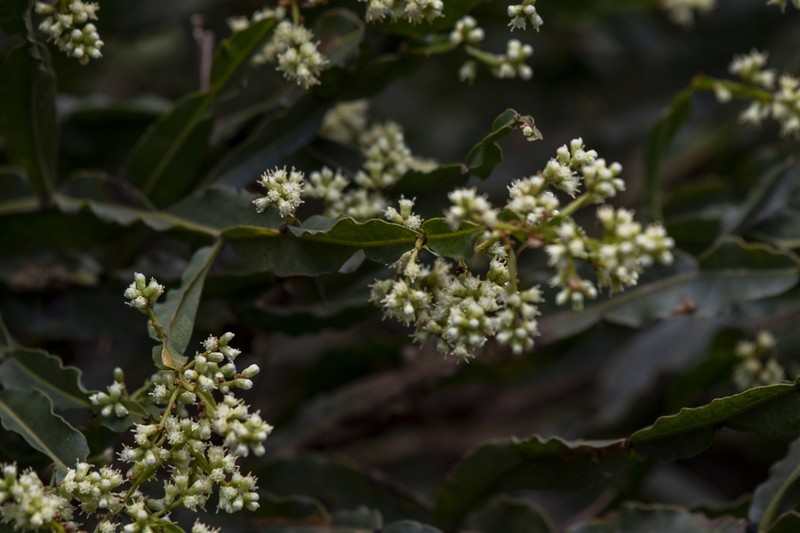 Baccharis milleflora photo 7