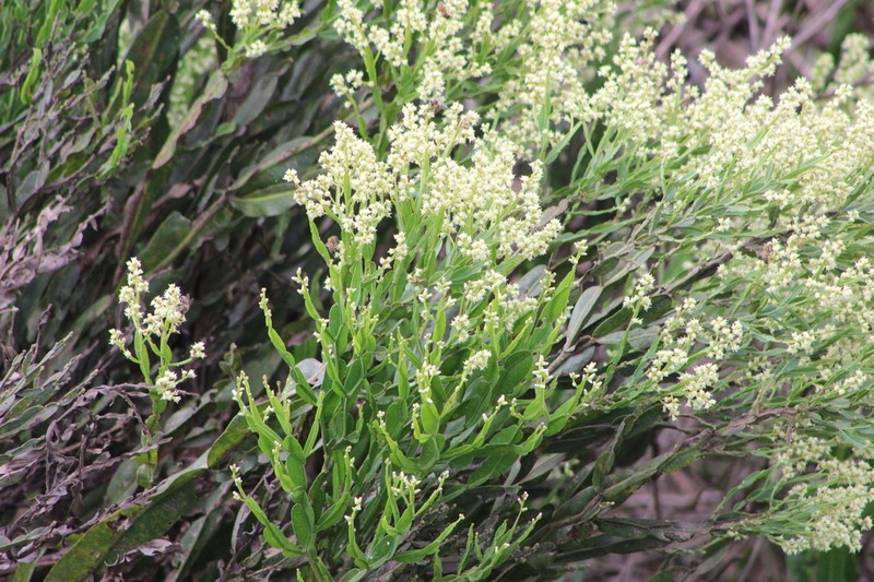 Baccharis milleflora photo 8
