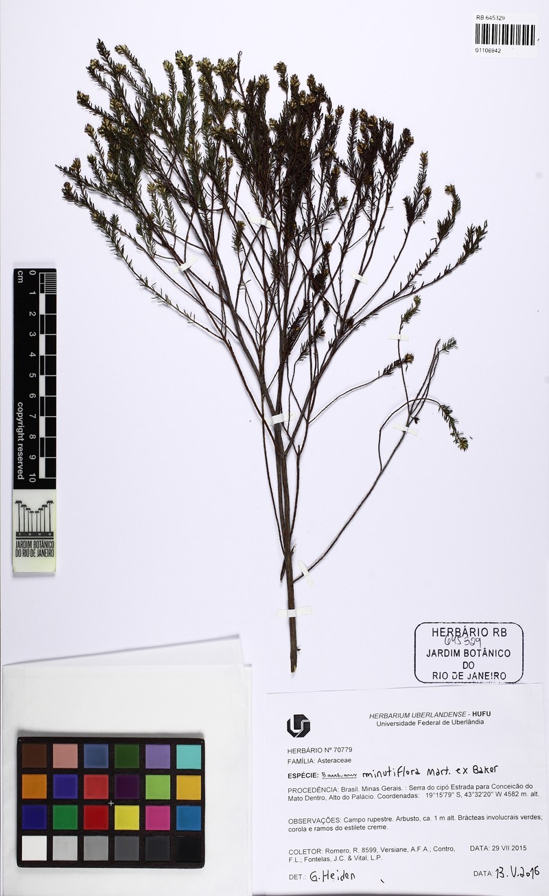 Baccharis minutiflora photo 2