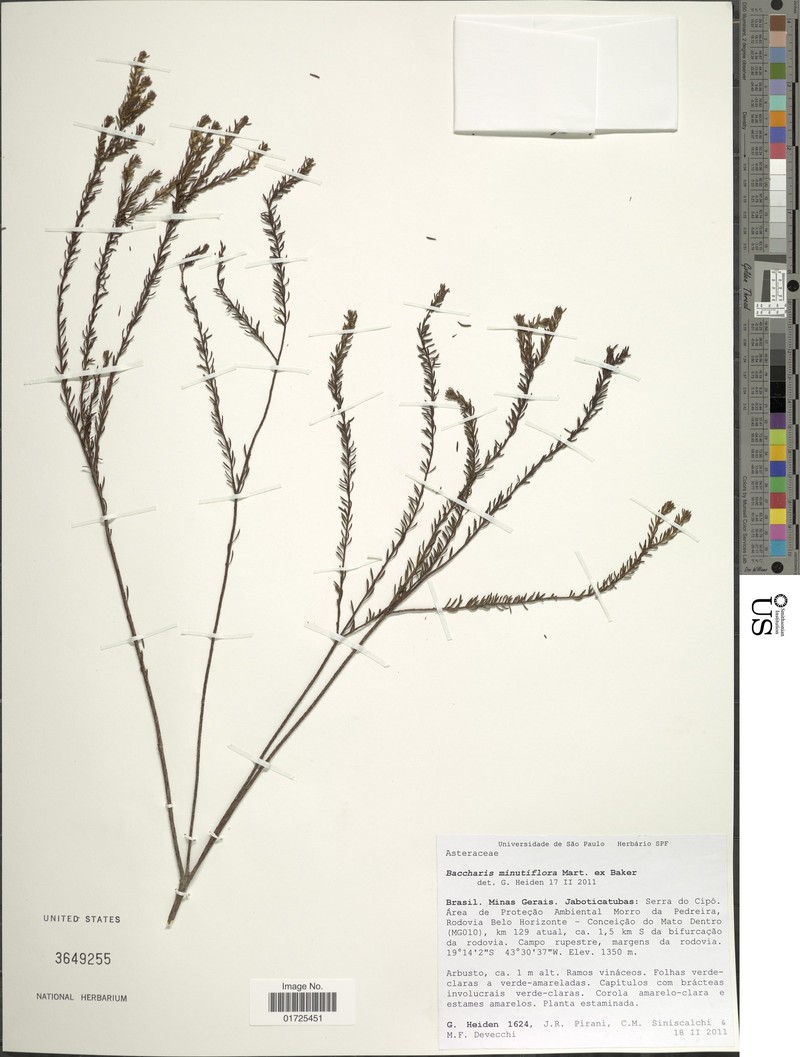 Baccharis minutiflora photo 3
