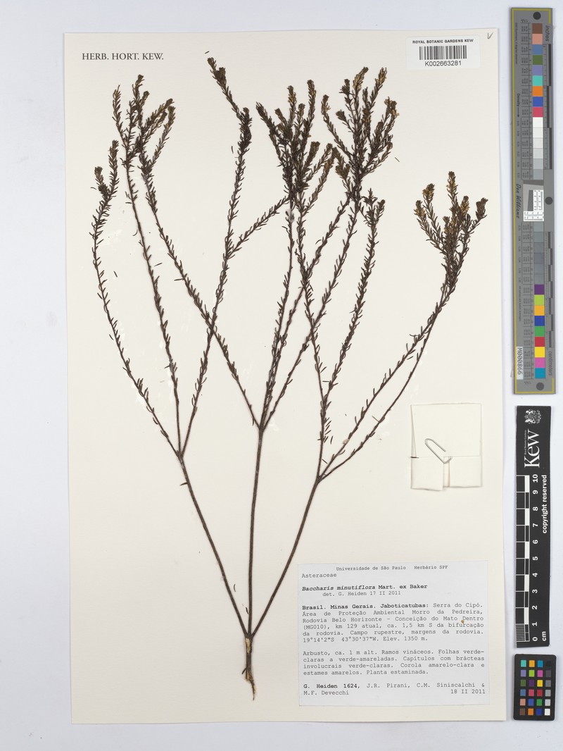 Baccharis minutiflora photo 4