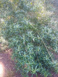 Baccharis montana