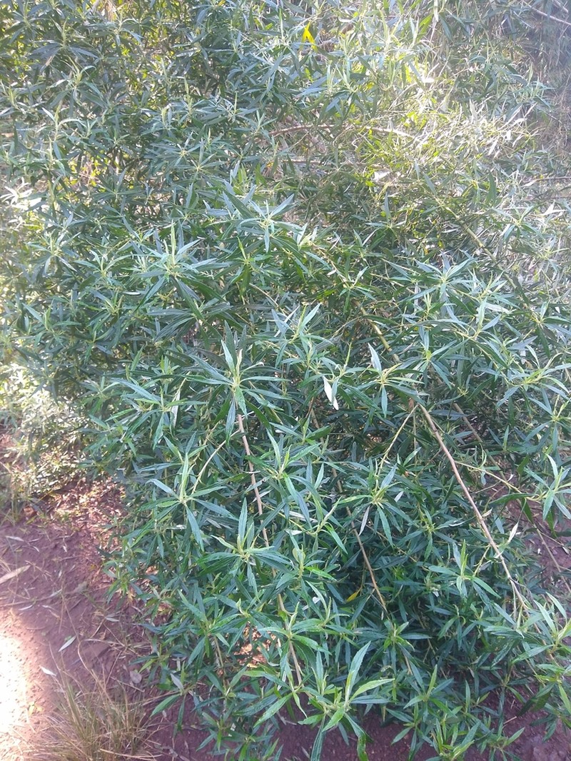 Baccharis montana