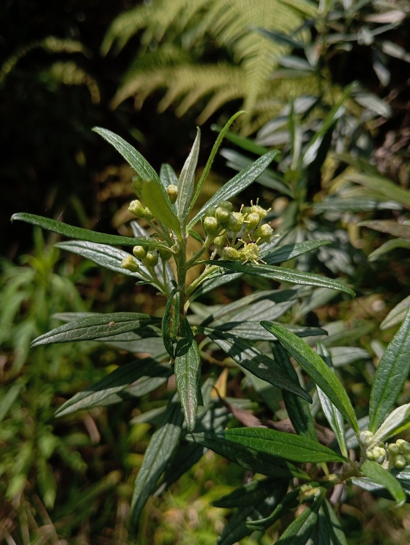 Baccharis montana photo 3