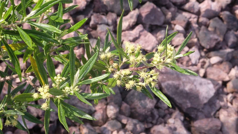 Baccharis montana photo 4