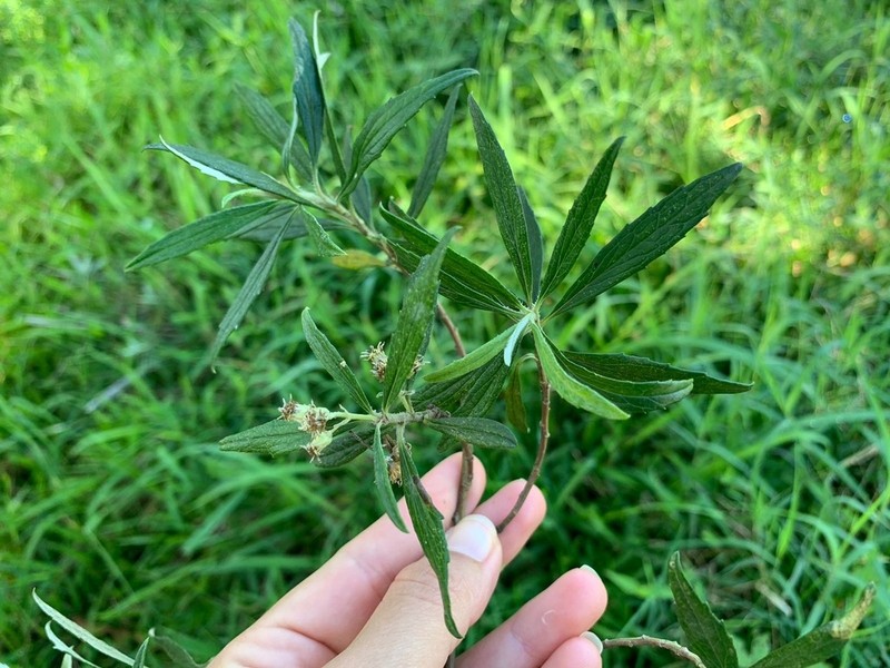 Baccharis montana photo 5