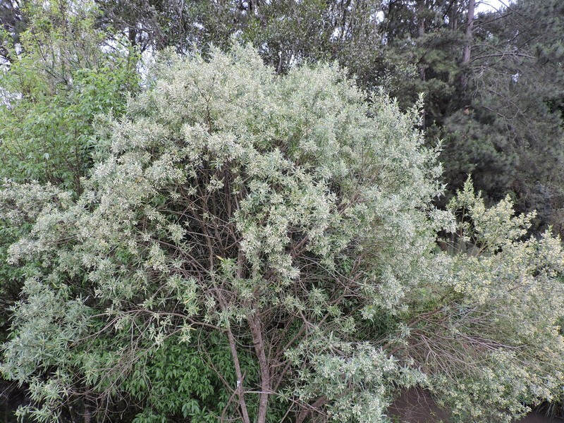 Baccharis montana photo 6