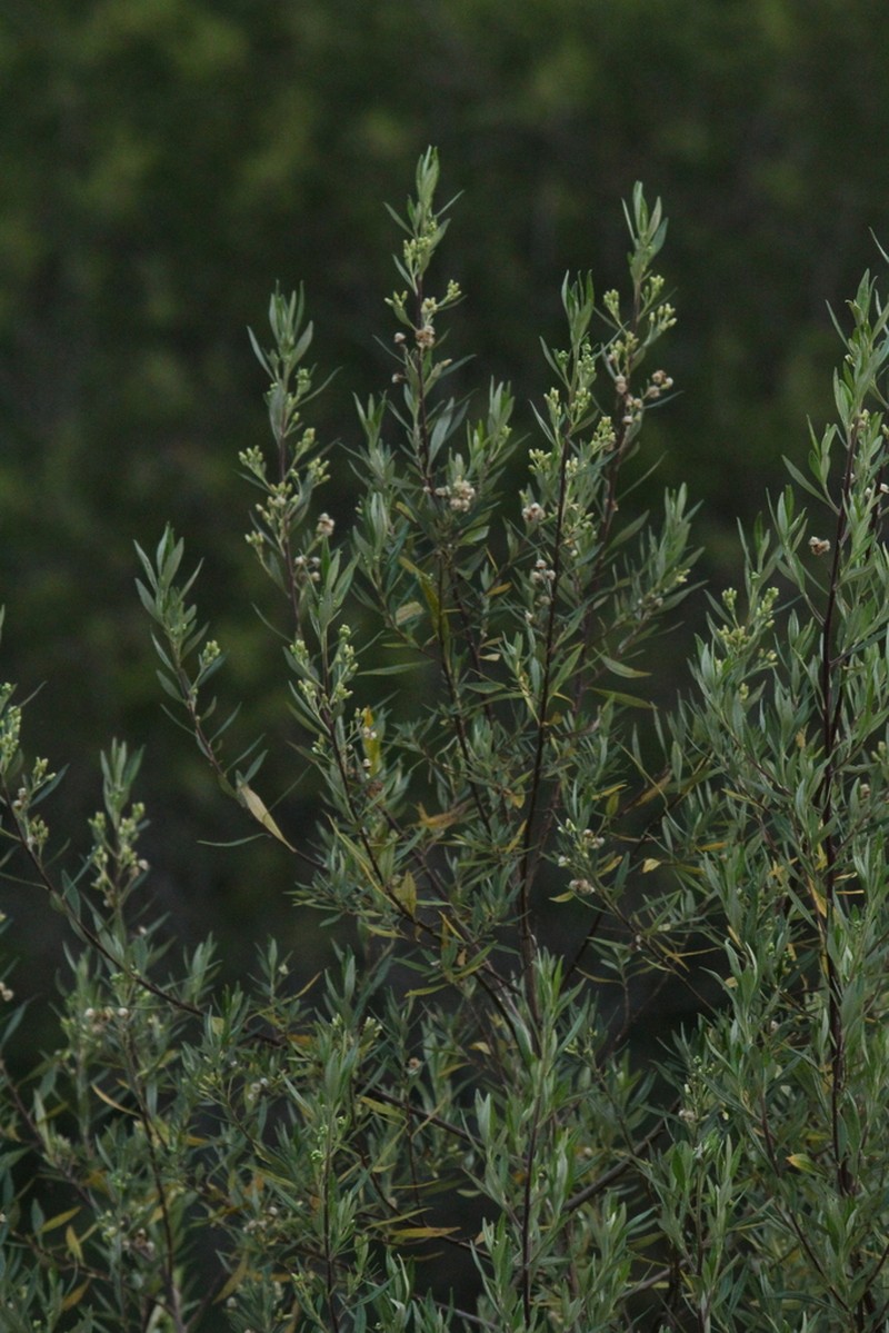 Baccharis montana photo 7