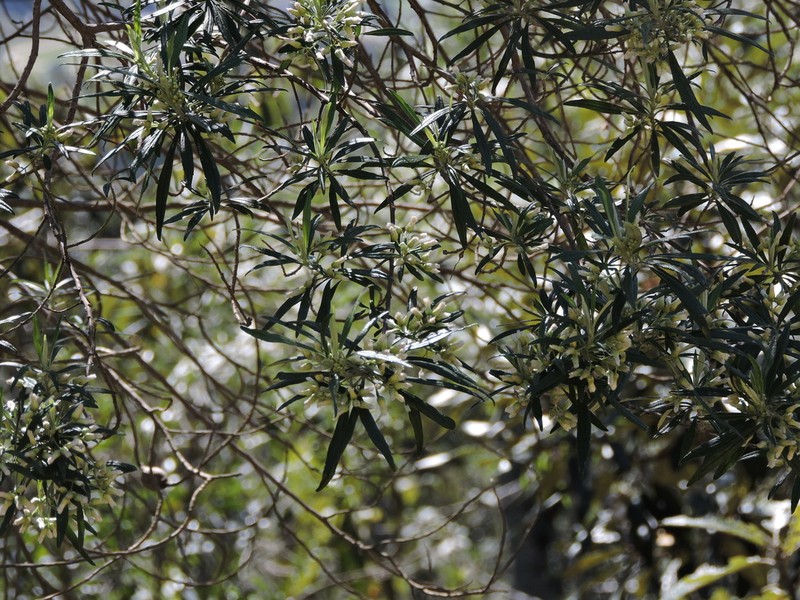 Baccharis montana photo 8