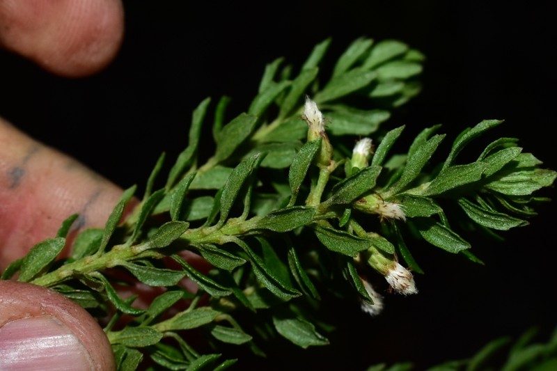 Baccharis mornicola