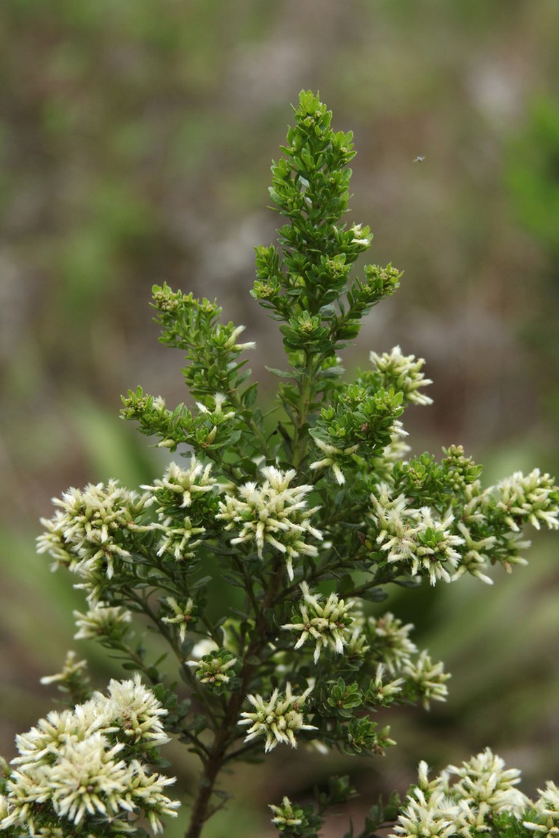 Baccharis mornicola photo 2