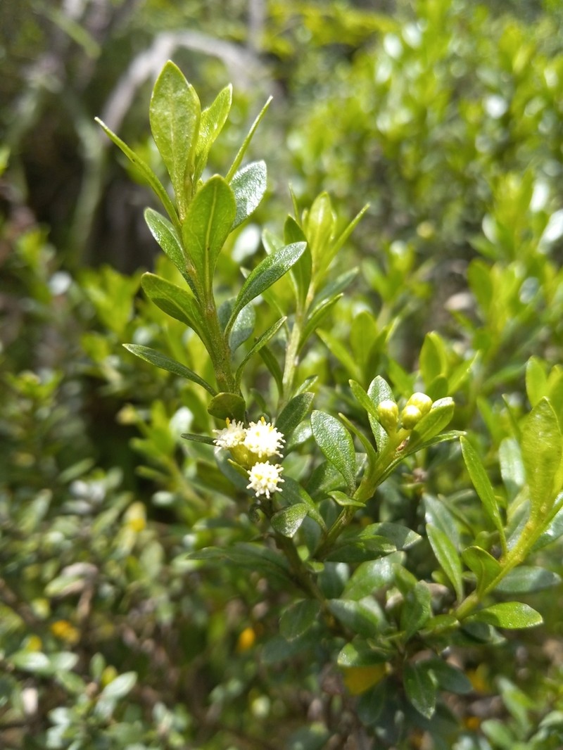 Baccharis mornicola photo 3