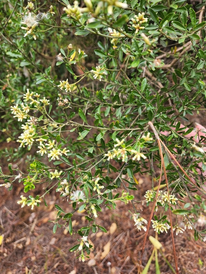Baccharis mornicola photo 4