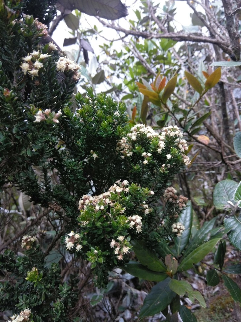 Baccharis mornicola photo 5