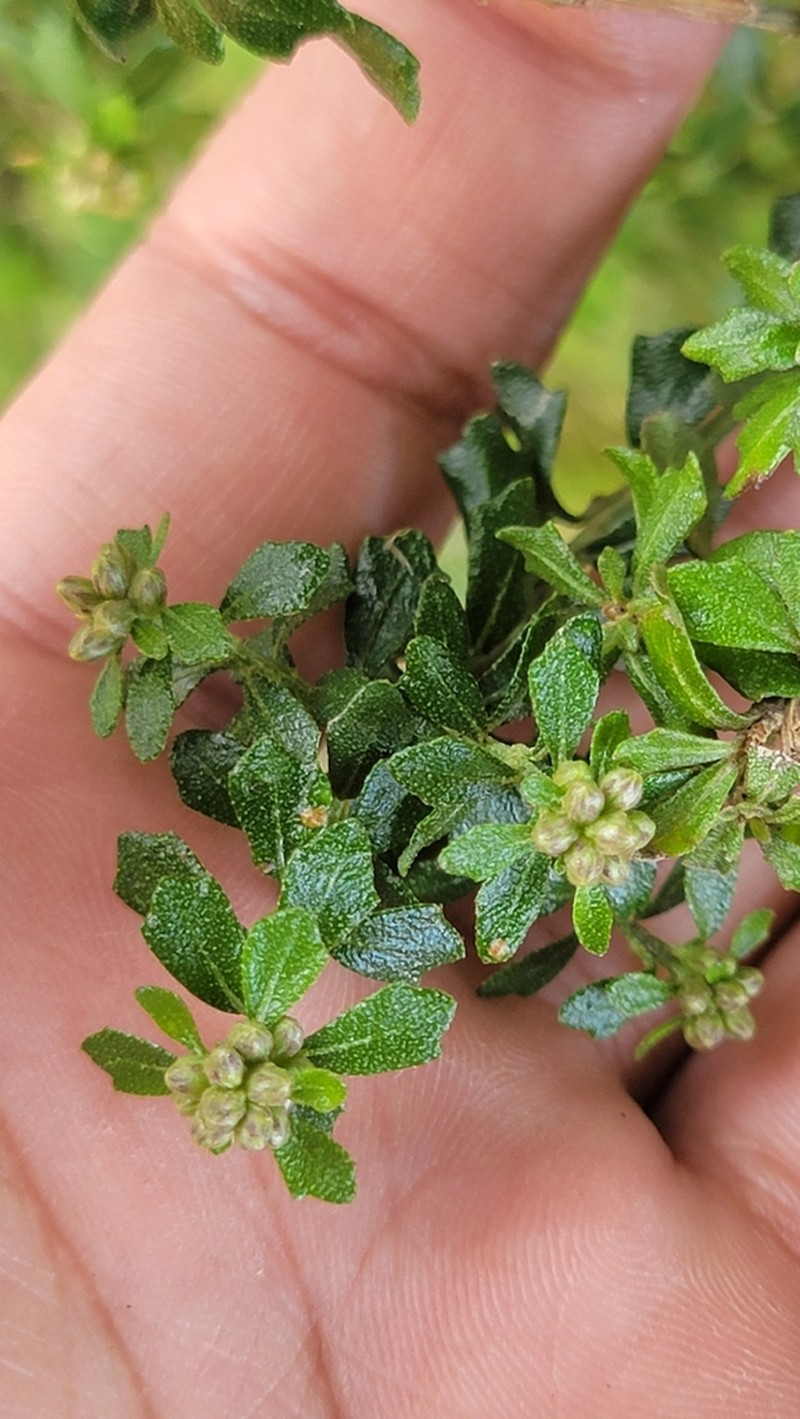 Baccharis mornicola photo 6