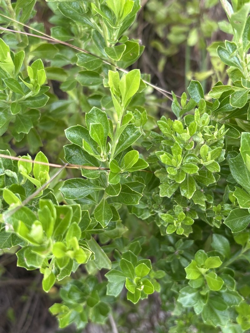 Baccharis mornicola photo 7