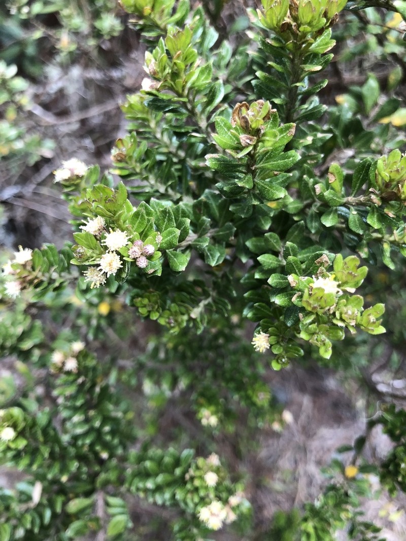 Baccharis mornicola photo 8