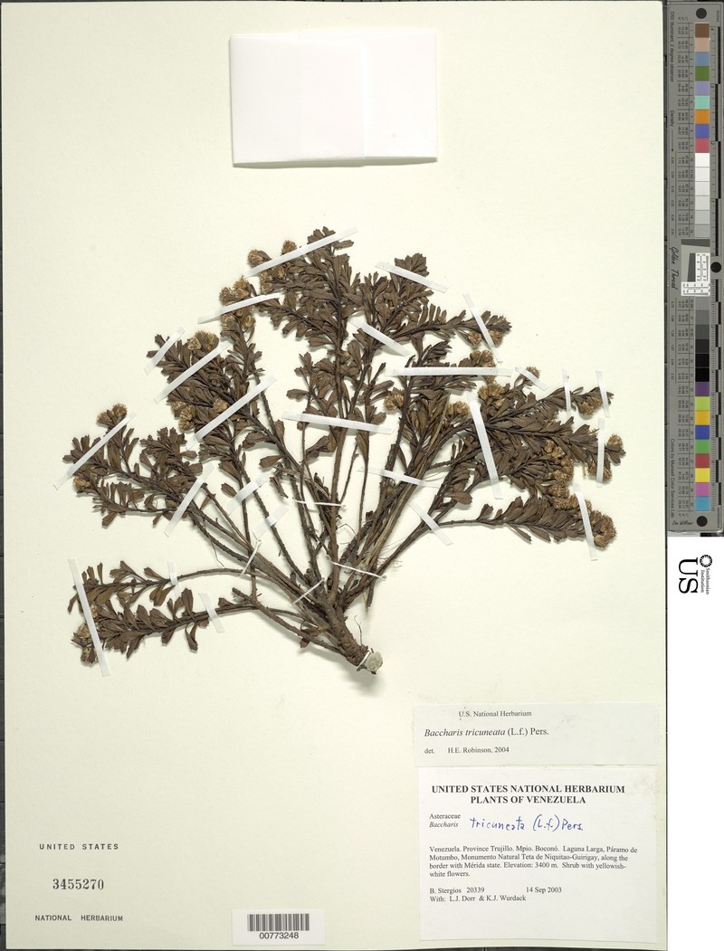 Baccharis mucuchiesensis
