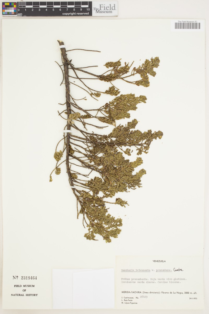 Baccharis mucuchiesensis photo 2