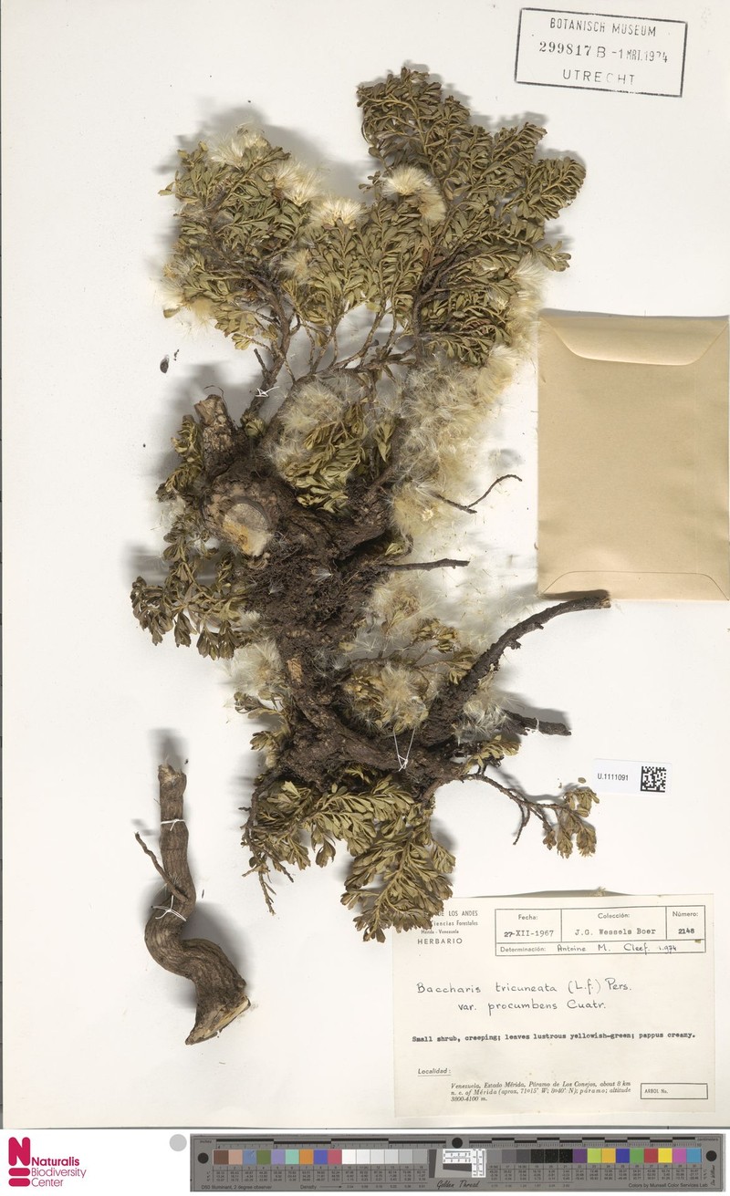 Baccharis mucuchiesensis photo 3