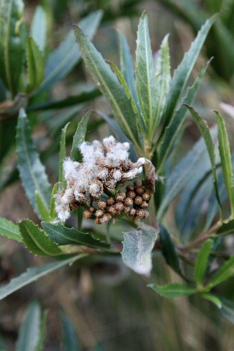 Baccharis multibracteata