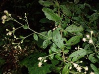 Baccharis multiflora