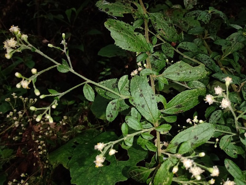 Baccharis multiflora