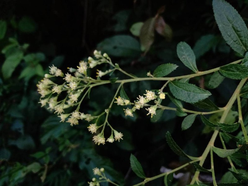 Baccharis multiflora photo 2