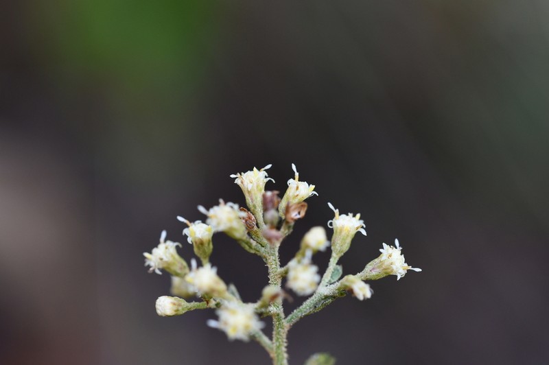 Baccharis multiflora photo 3