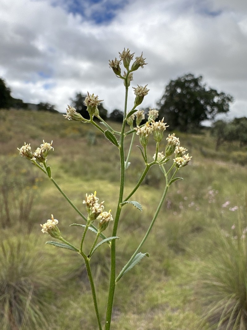 Baccharis multiflora photo 4