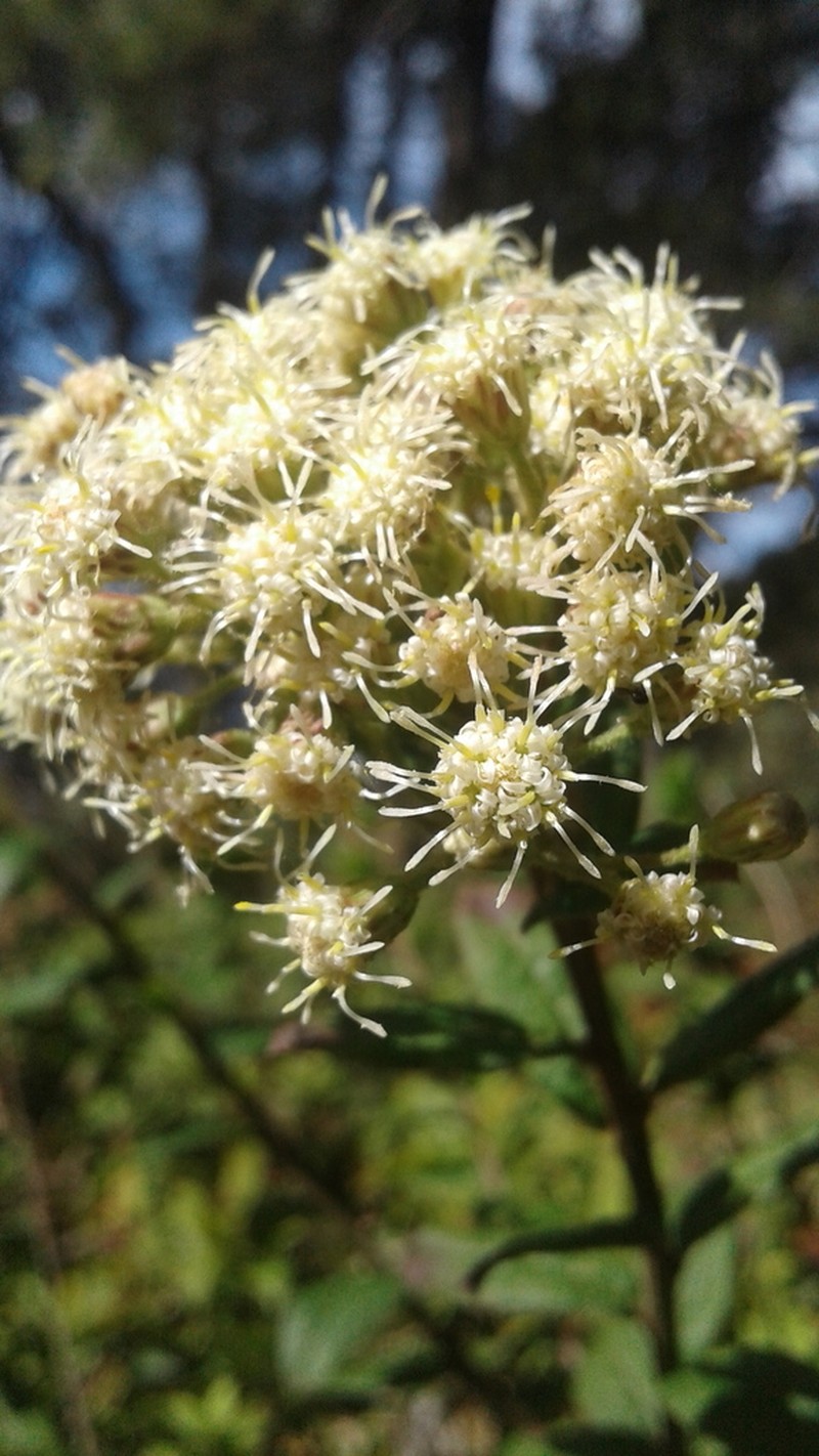 Baccharis multiflora photo 5