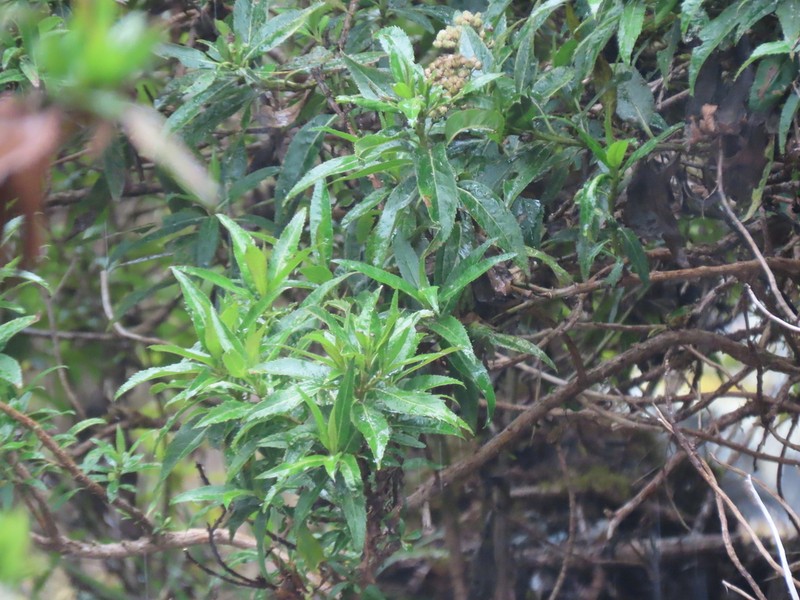 Baccharis multiflora photo 6