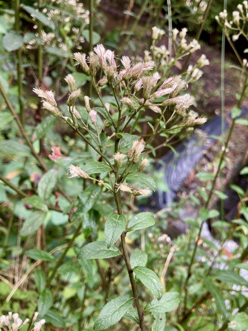 Baccharis multiflora photo 7