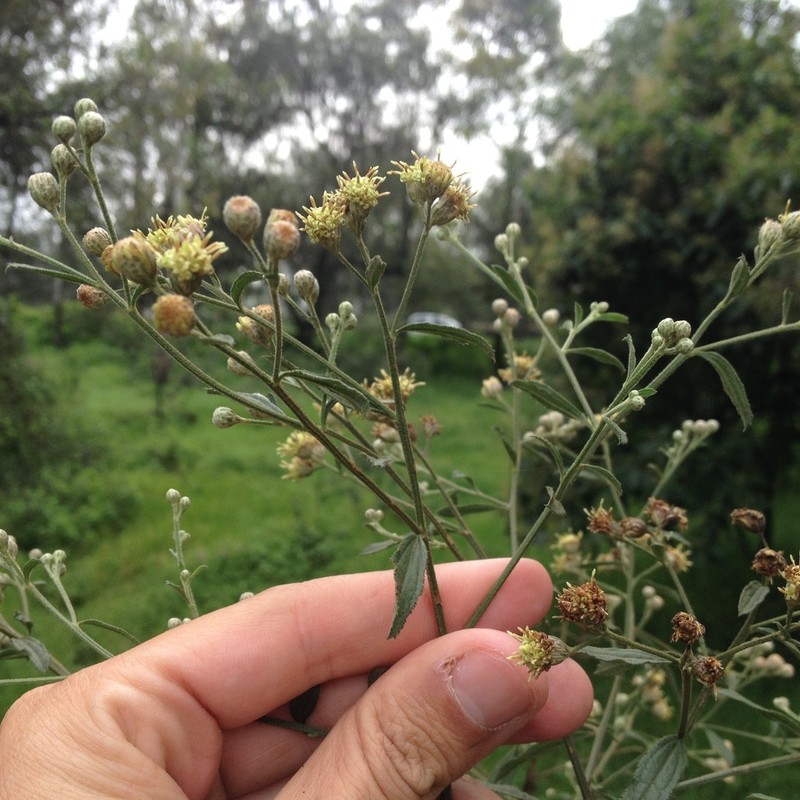 Baccharis multiflora photo 8